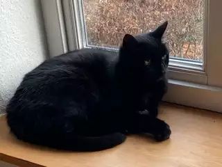 Hofkater in Strachau
